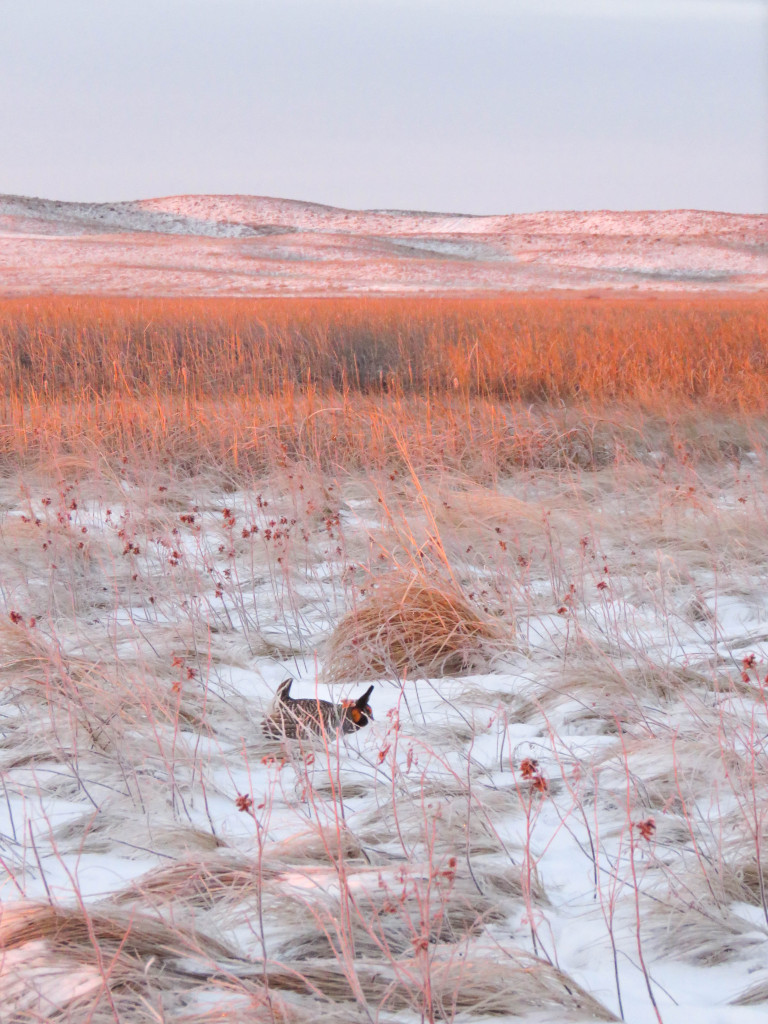 A prairie chicken blends in with the few tall grass pieces left on the landscape after a snow