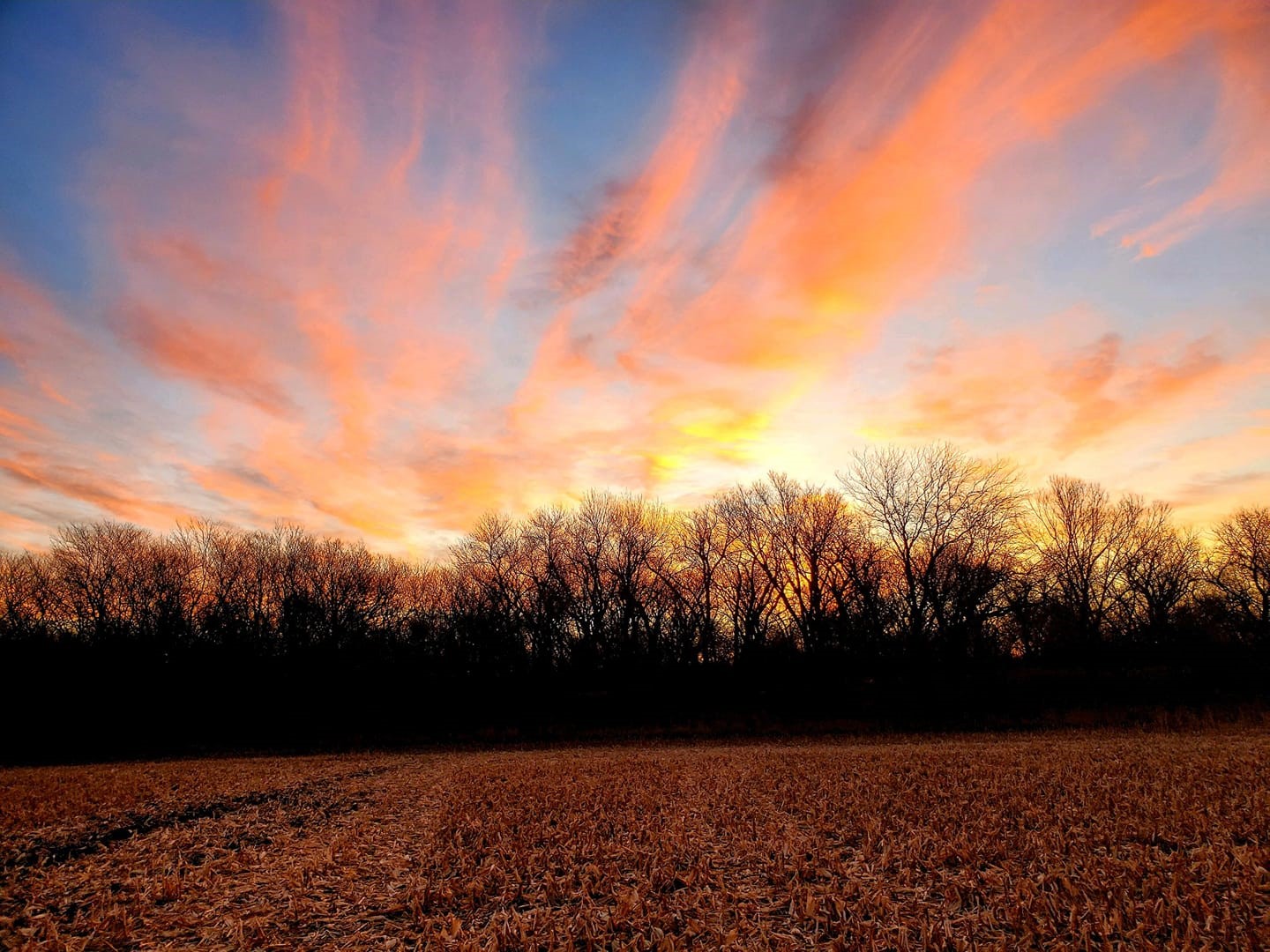 A vivid sunset above a tree-lined field in Nebraska during fall.