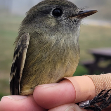 a hand holds a small yellow and gray bird which just got a leg band ID