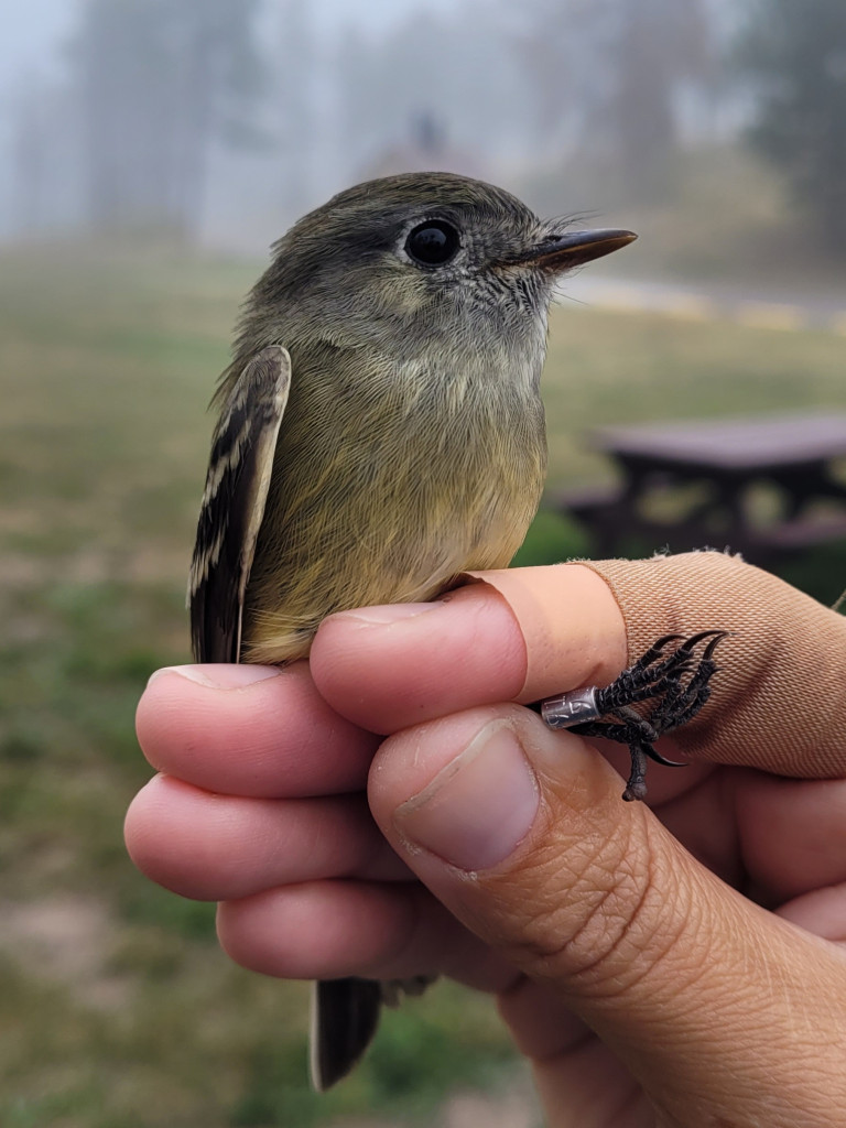 a hand holds a small yellow and gray bird which just got a leg band ID