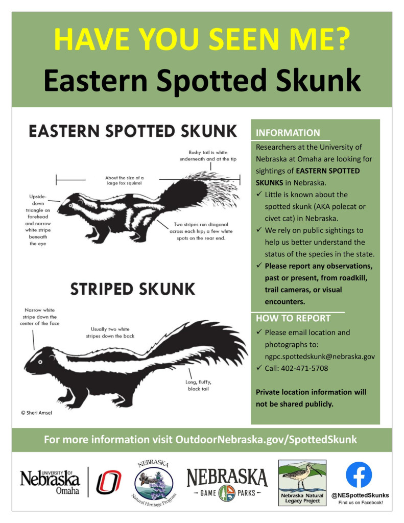 an infographic showing how to tell the difference between spotted and striped skunks