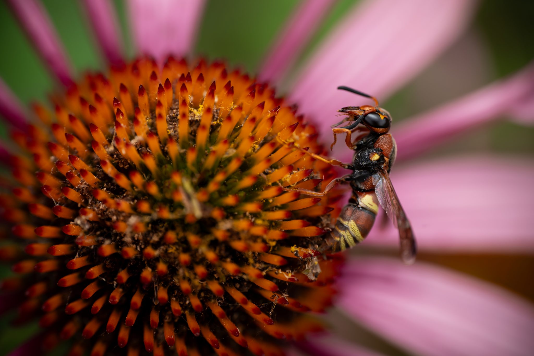 Insect Camouflage and Mimicry | Nebraskaland Magazine