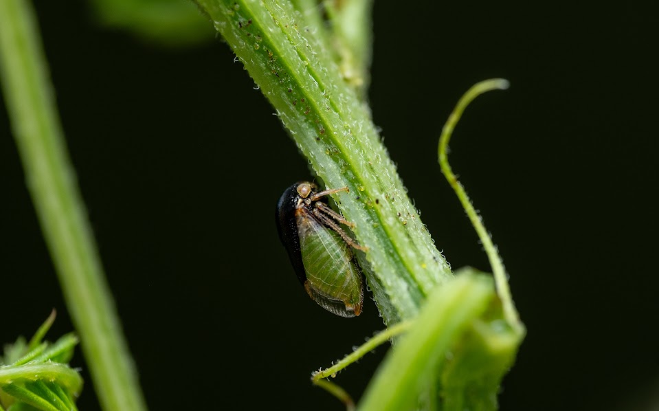 honeylocust treehopper