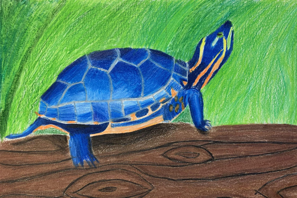 2021 Reptile Art Contest submission turtle artwork