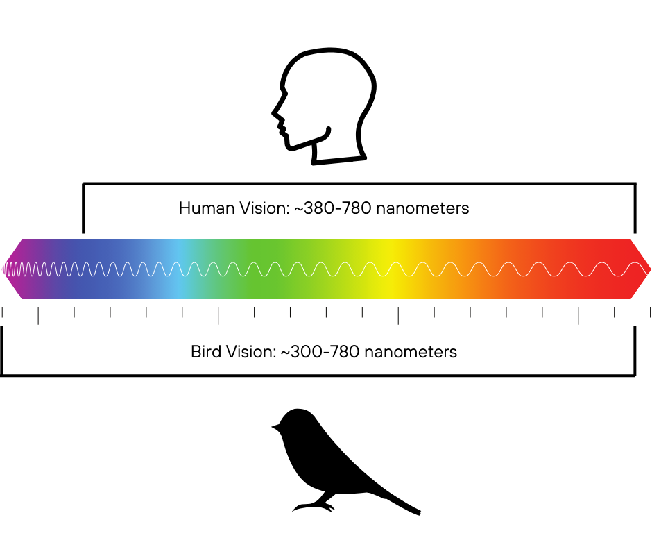 human versus bird vision chart