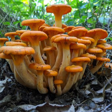 A cluster of jack-o’-lantern mushrooms.