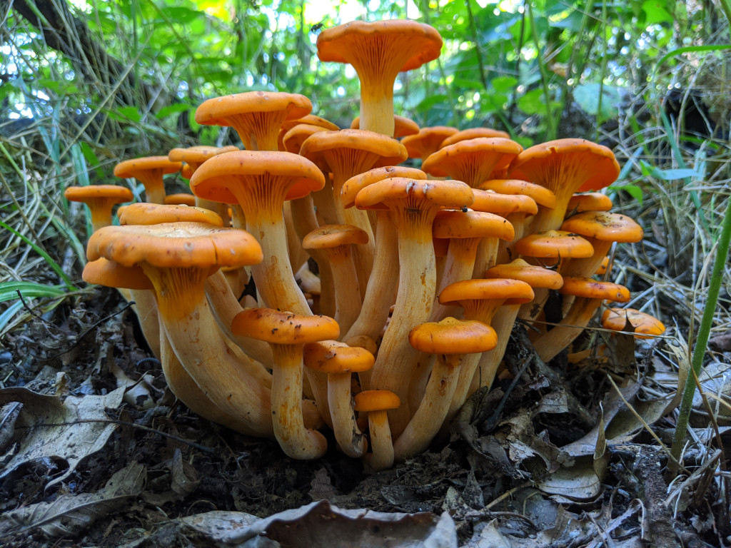 A cluster of jack-o’-lantern mushrooms.