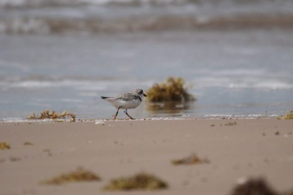 A piping plover runs across a sandy beach