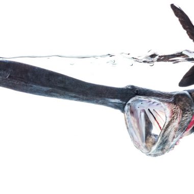 A paddlefish underwater with its mouth open.