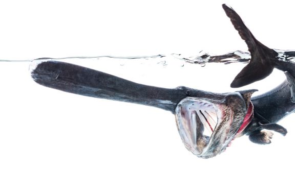 A paddlefish underwater with its mouth open.