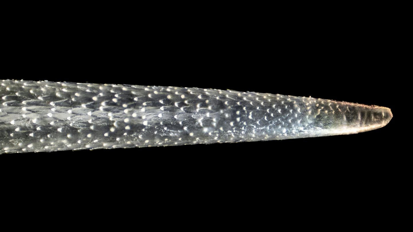 Images of the tip of an albino North American porcupine’s quill. The cuticular “scales” seen extending away from the tips act as barbs, embedding in the skin as the victim attempts to pull out the quill.