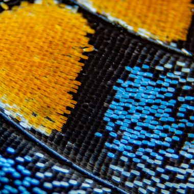 The fragile, overlapping scales on the wing of a black swallowtail butterfly under a microscope. The delicate veining in the bottom left corner carries air for structural support of the wing, not blood as with other types of veins.