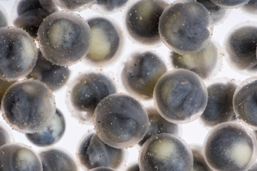 Fertilized paddlefish eggs.