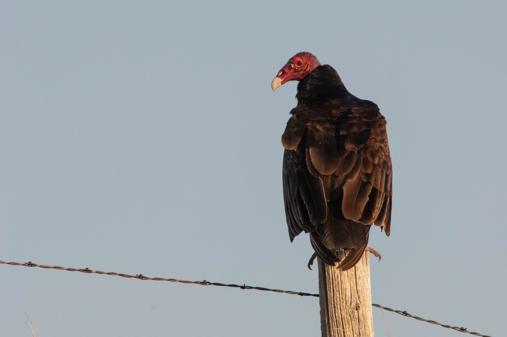 a turkey vulture sits on a fence post 