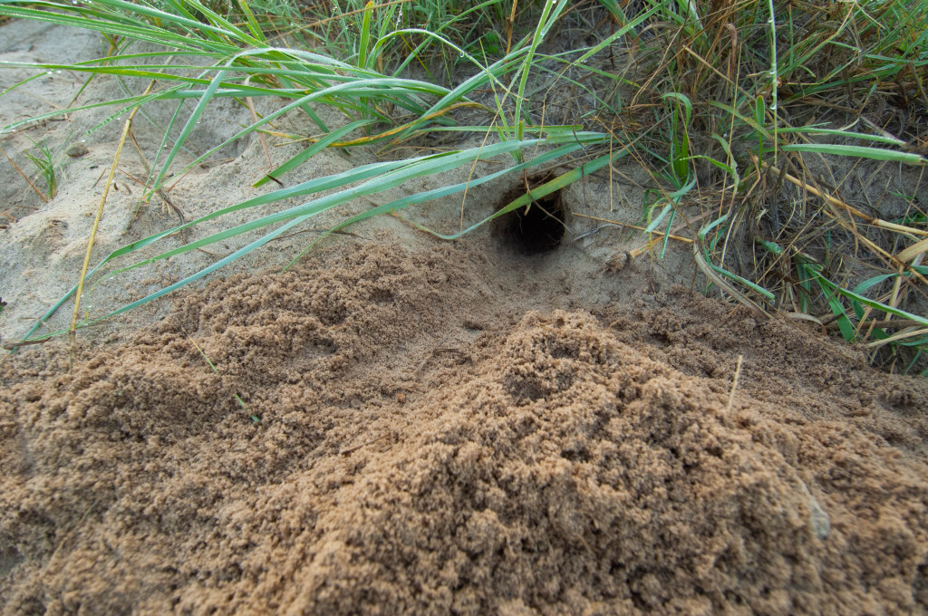 up a sandy bank, a small hole under green leaves