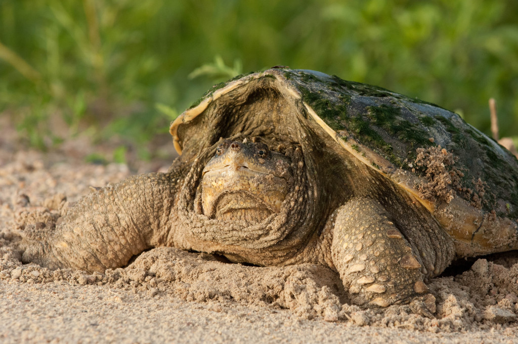 a close-up of a large snapping turtle sitting in a sandy bank