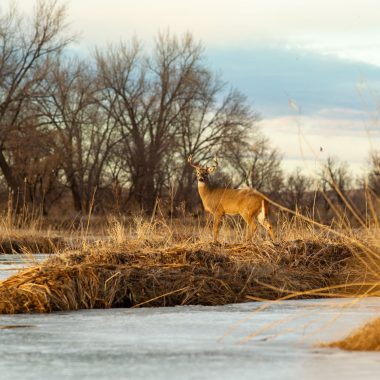 A white-tailed buck looks across the frozen Platte River at dusk.