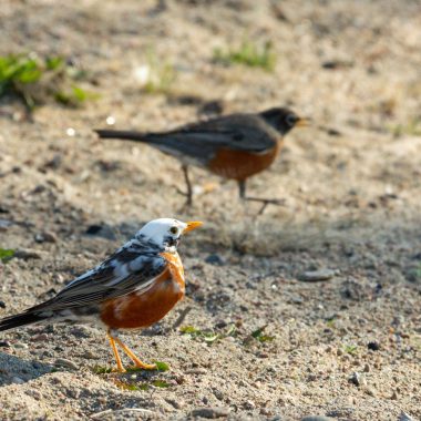 This American Robin is partially leucistic or piebald.