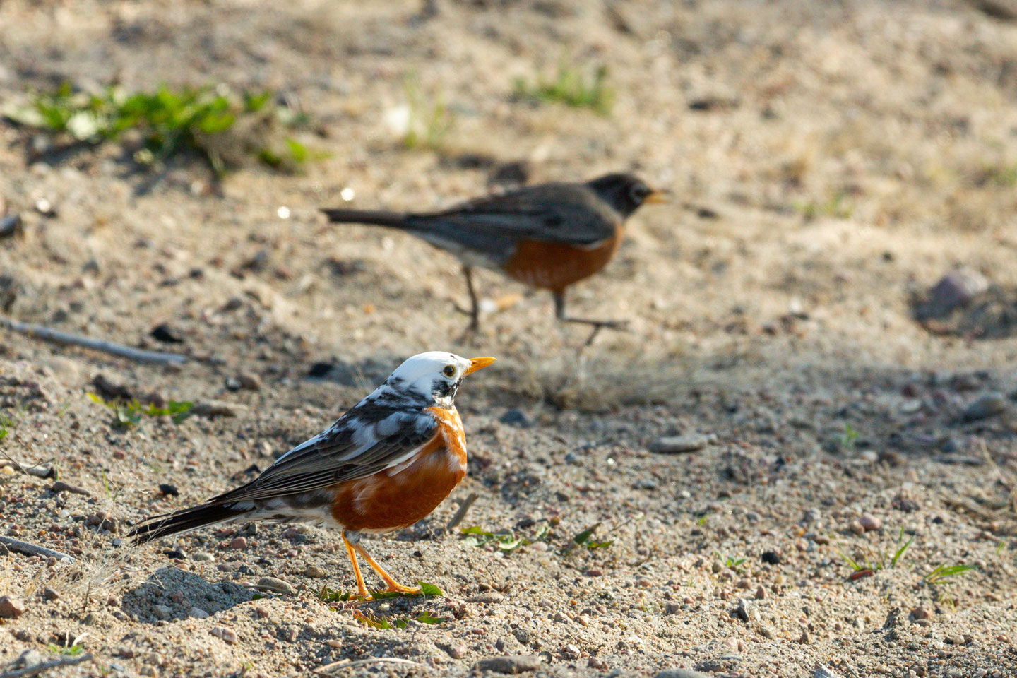 This American Robin is partially leucistic or piebald.