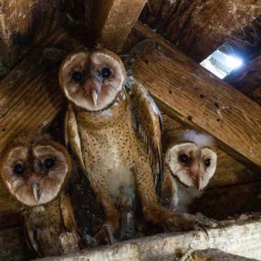 Three barn owls in the rafters of a barn.