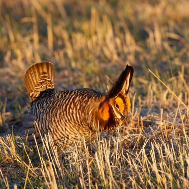 A male prairie-chicken inflates his orange air sacs as he dances and displays his mating ritual.