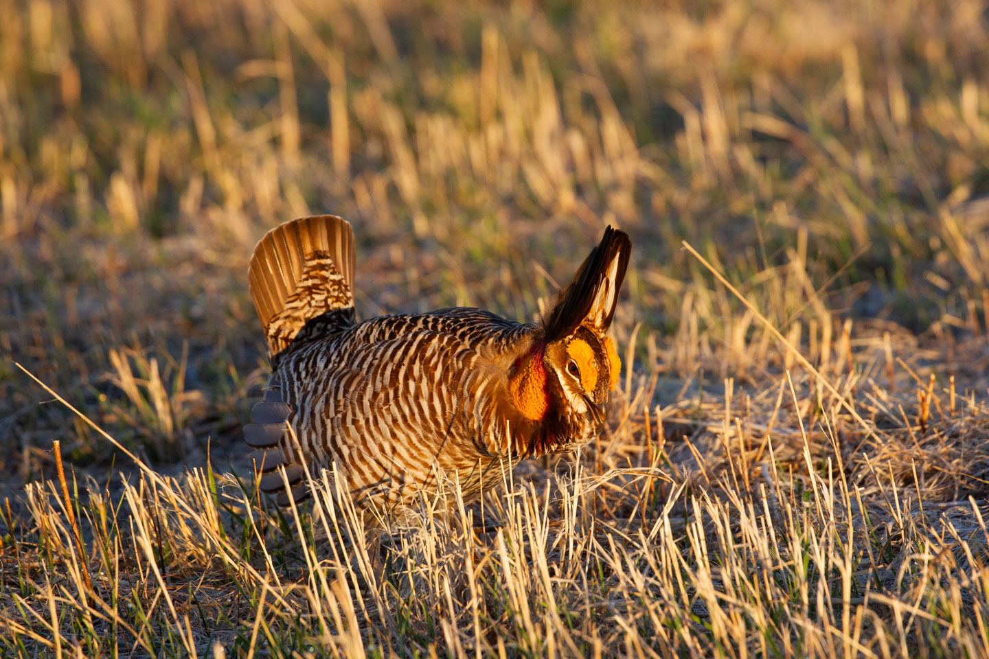 A male prairie-chicken inflates his orange air sacs as he dances and displays his mating ritual.