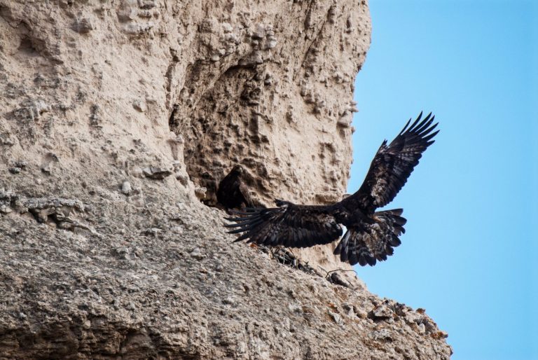 A golden eagle flying in the Pine Ridge.