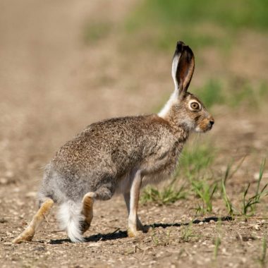 a profile view of a jackrabbit getting ready to run