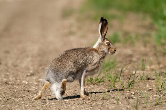 a profile view of a jackrabbit getting ready to run