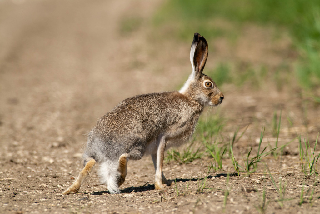 a profile view of a jackrabbit getting ready to run