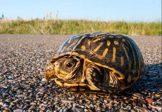 a box turtle's legs are in motion as it walks across a pebbly roadway