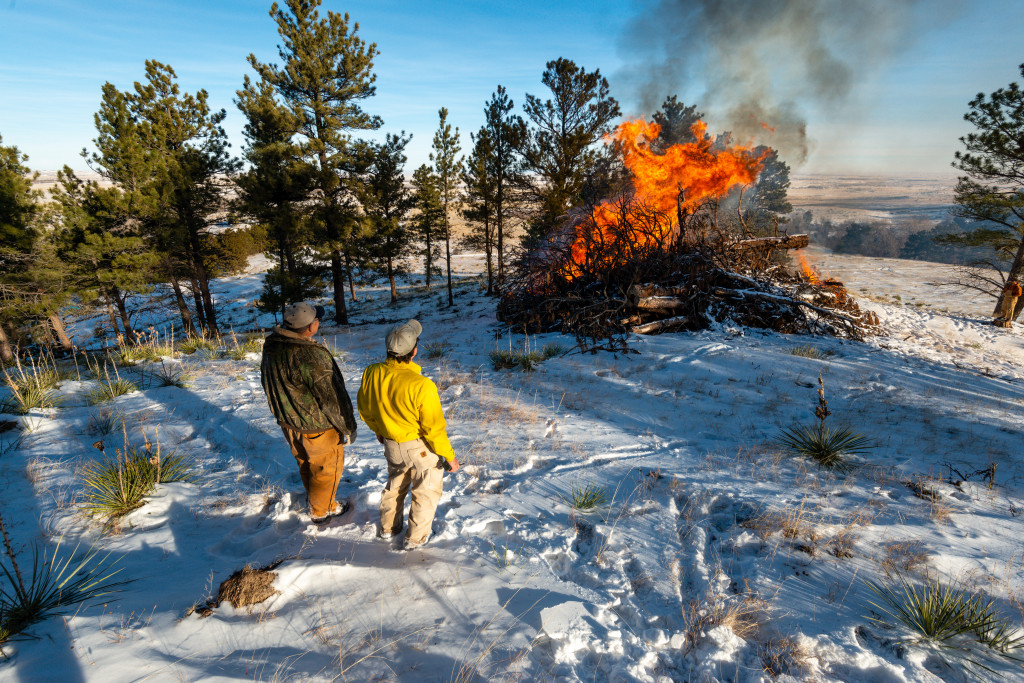 Game and Parks staff burn a pile of pines to benefit the forest.