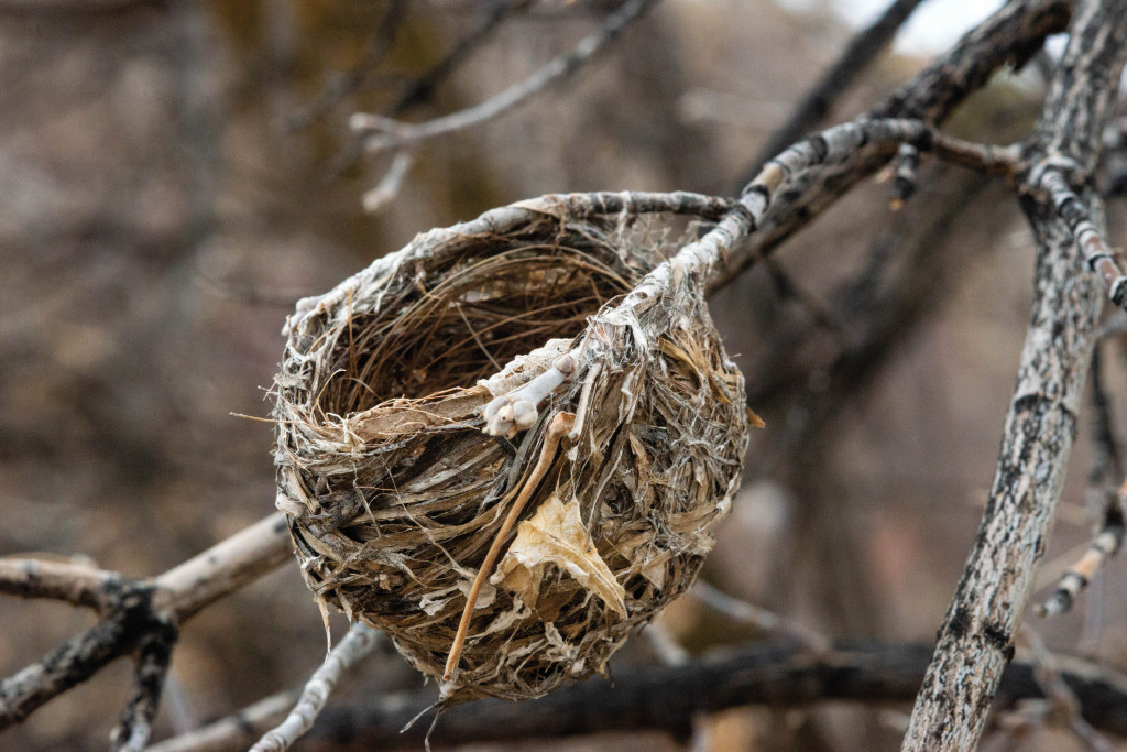 a nest hangs down like a satchel purse between two twigs of a branch