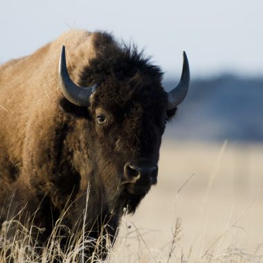 a bison stands in light yellow prairie grass