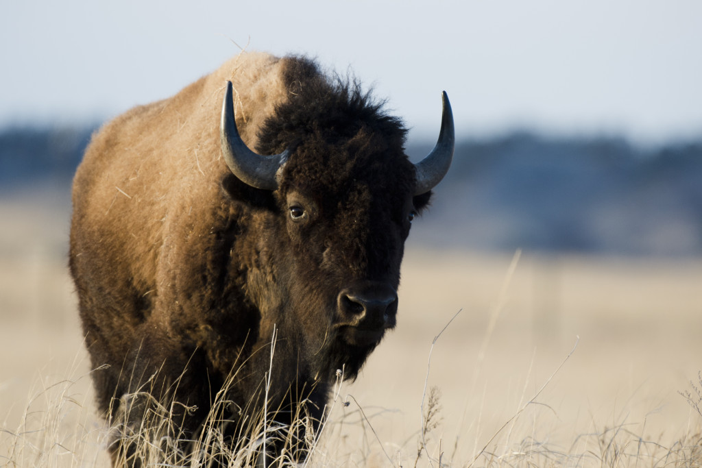 a bison stands in light yellow prairie grass