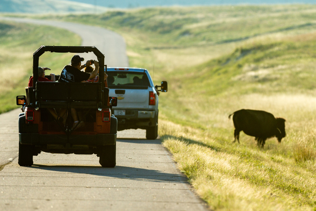 People photograph bison from the road in their vehicles at Smiley Canyon.