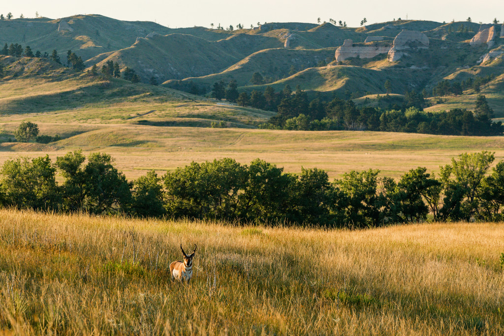 A buck pronghorn grazes near Smiley Canyon’s lower entrance.