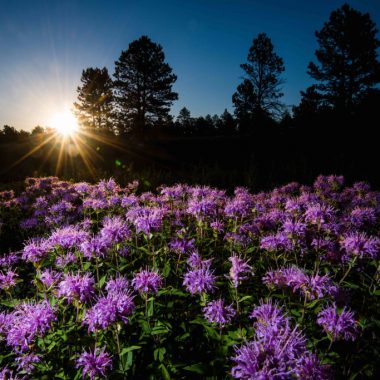 Wild bergamot blooming near a pine forest.