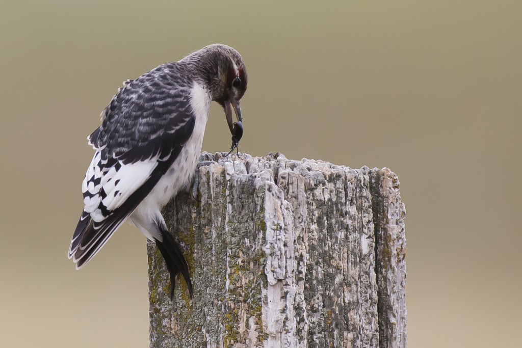 A juvenile red-headed woodpecker with an insect in its mouth.