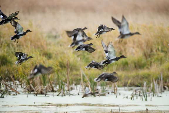 ducks take off from a shallow pond