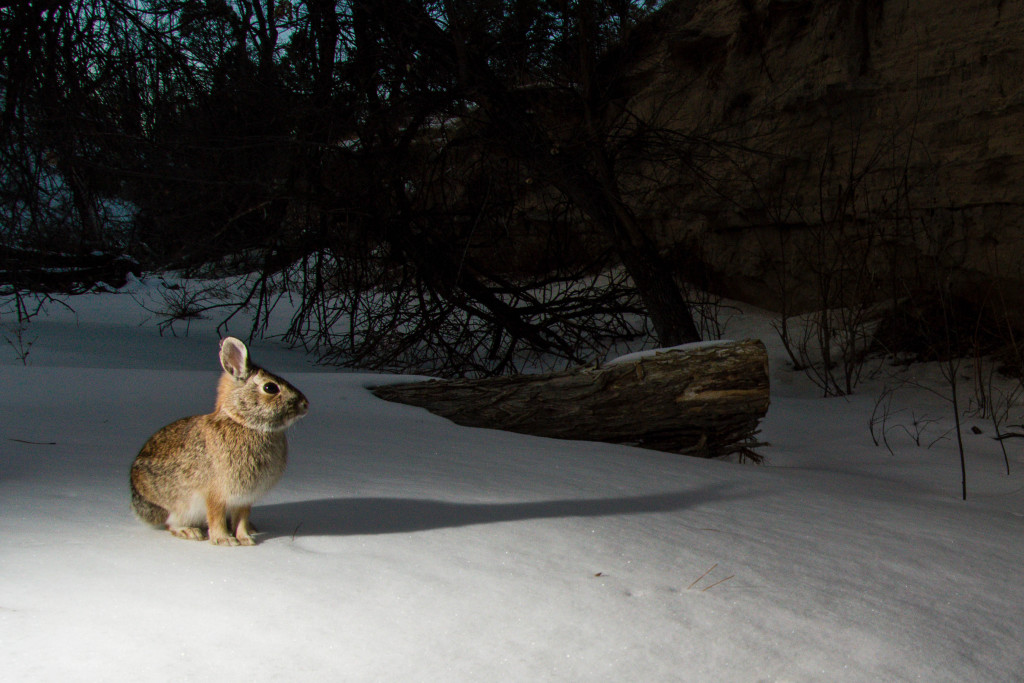 An eastern cottontail rabbit in a snowy forest.