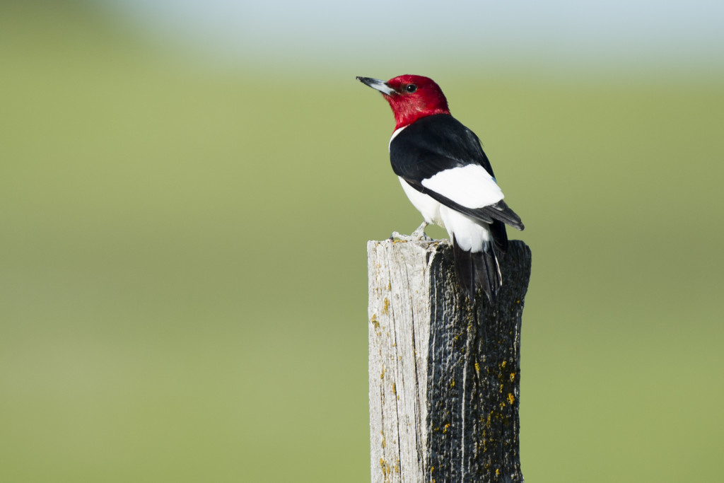 A red-headed woodpecker on a fence post.