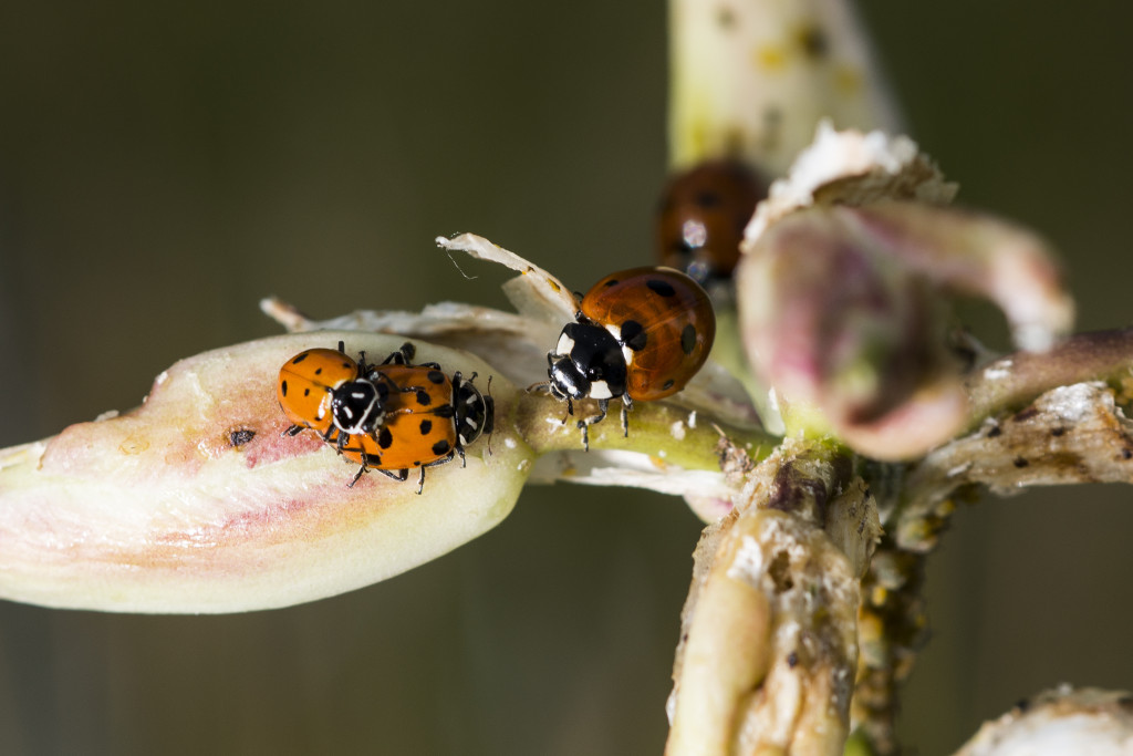 three orange-red lady bugs rest on a white leaf