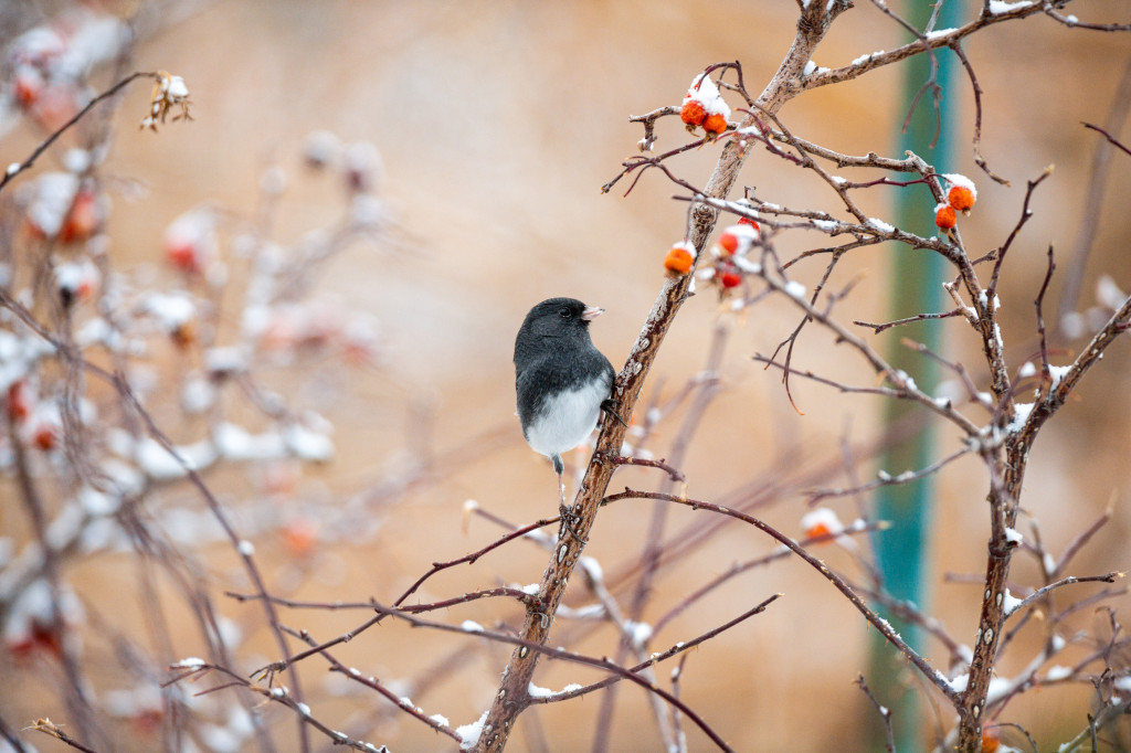 A dark-eyed junco clings to the branch of a snowy redleaf rose.