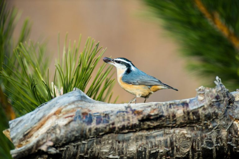 Red-breasted nuthatch on a pine tree.