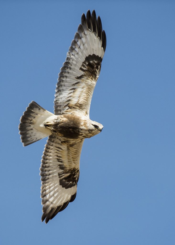 View of a rough-legged hawk in flight from below.