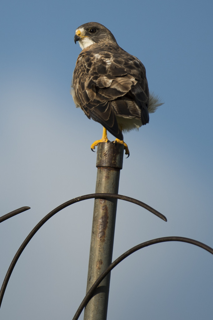 a hawk balances on a narrow pole