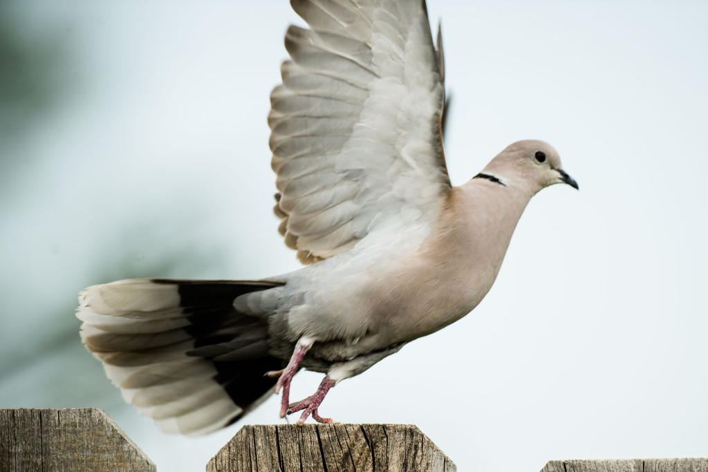 a dove takes flight from a backyard fence