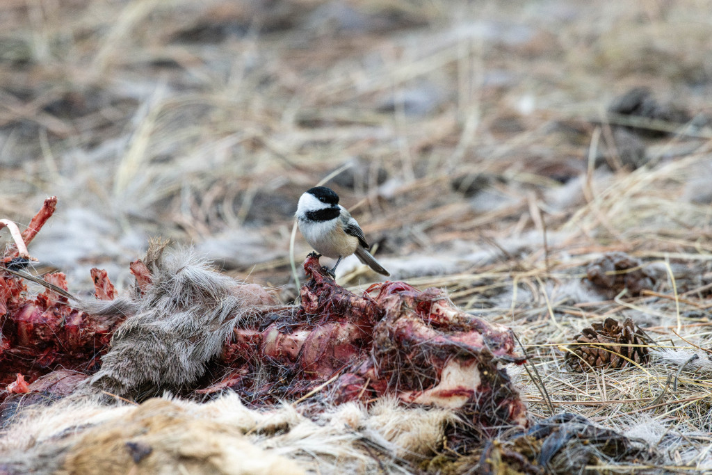 A black-capped chickadee feeds on a deer carcass.