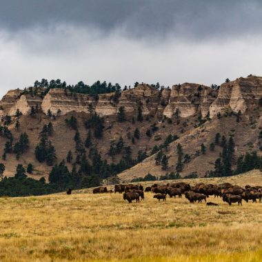 a herd of bison is small against a backdrop of massive buttes